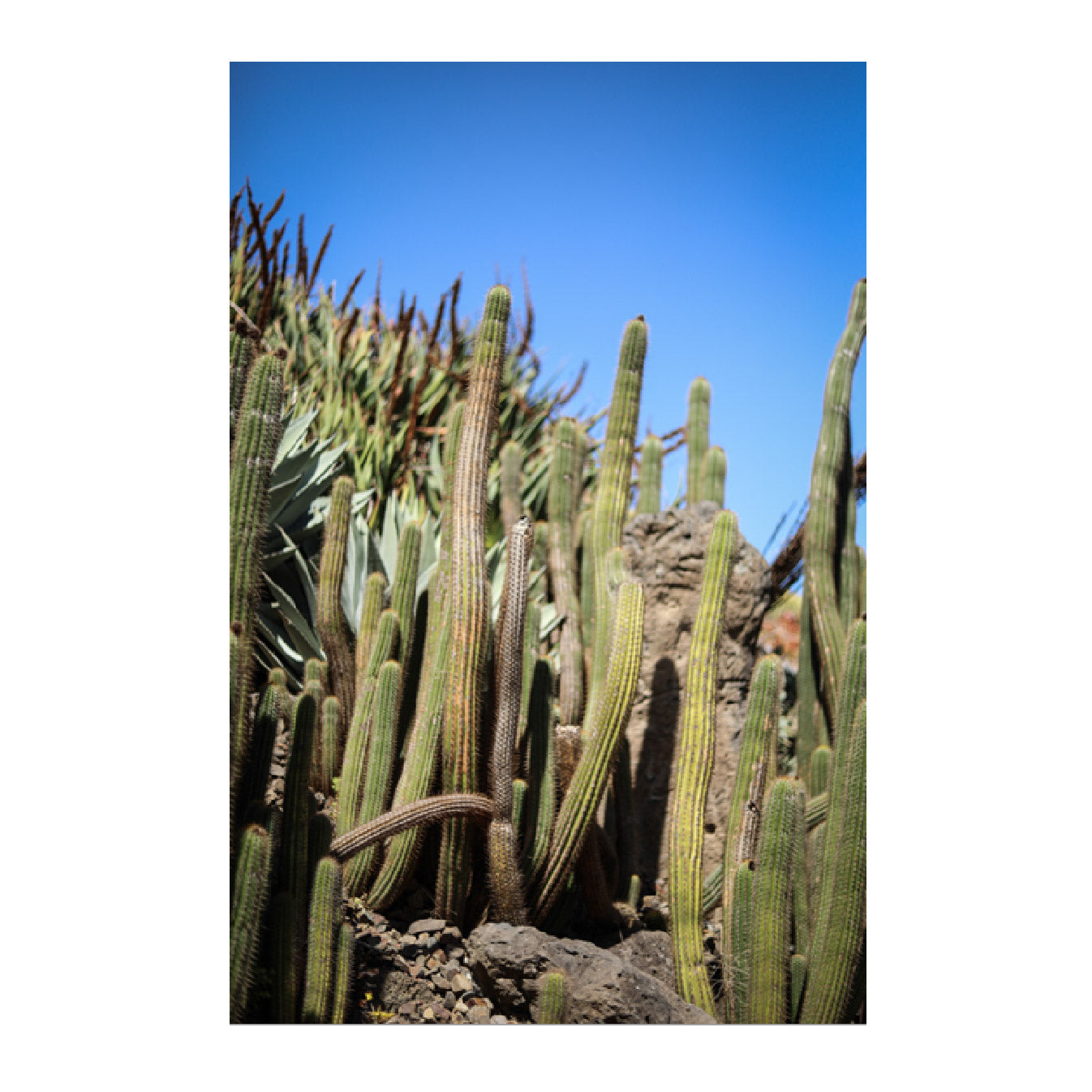 Prickly Fine Art Photographic Print