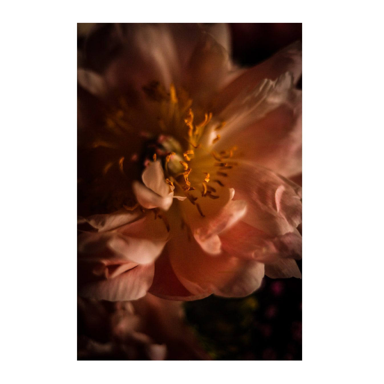 Ripe Flora Fine Art Photographic Print